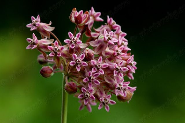 milkweed report milkweed report